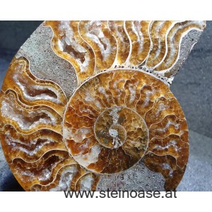 Ammonite Nr.2 - links